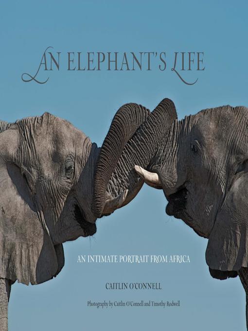 Title details for Elephant's Life by Caitlin O'Connell - Available